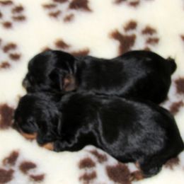 English Toy Spaniel and Pomeranian Puppies from Fairy Tale Poms & English Toy Spaniels