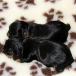 English Toy Spaniel and Pomeranian Puppies from Fairy Tale Poms & English Toy Spaniels