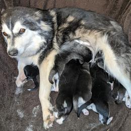 Pomsky Puppies from KP Pomskies LLC