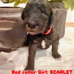 Girl 2 - Blue female Bedlington Terrier puppy in Cypress, Texas from Little Starz Bedlington