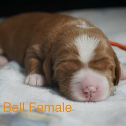 Tinker Bell - Red female Australian Labradoodle puppy in Fontana, California from Glory Labradoodle’s