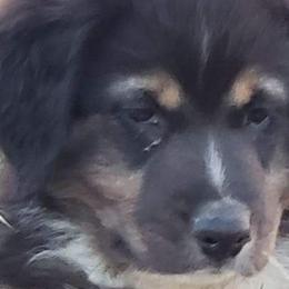 Spruce - Black tri-color Australian Shepherd puppy in Nezperce, Idaho from Willow Creek Farm