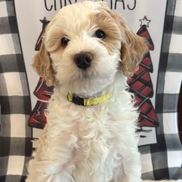 Judo - White female Bernedoodle puppy in Sparrows Point, Maryland from Rosie’s Puppies