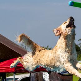 Golden Retrievers from Scout's Legacy Golden Retrievers