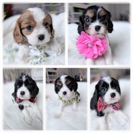Cavalier King Charles Spaniel puppies from Irresistible Dachshunds & Cavaliers