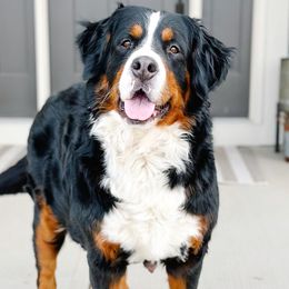Hazel - Bernese Mountain Dog