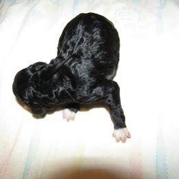 Goldendoodle and Poodle Puppies from David & Patricia Elliott