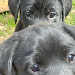 Labrador Retriever Puppies from Wings of Freedom Retrievers