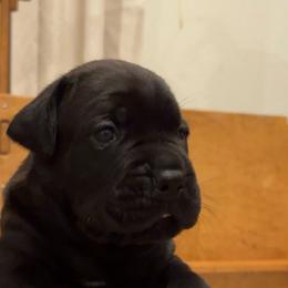 Gray - Black male Cane Corso puppy in Homeland, California from Dal Deserto Cane Corso