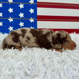 Sporky - Dapple male Dachshund puppy in Colbert, Oklahoma from Brooke Crenshaw