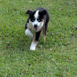 Miniature Australian Shepherd Puppies from AussiesRus