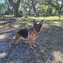 German Shepherd puppies from Vom Legend Land