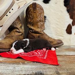 'Anna' - Red tri-color female Australian Shepherd puppy in Durand, Wisconsin from Larson’s Legacy Aussome Aussie Kennels