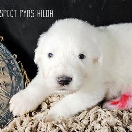 HILDA - White female Great Pyrenees puppy in Trinidad, Colorado from Prospect Pyrenees