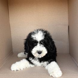 Peter - Black and white male Bernedoodle puppy in Peoria, Arizona from Wroth's Pawsibilities