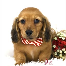 Riot - Cream Dachshund puppy in Flint, Texas from Legacy Lane Dachshunds