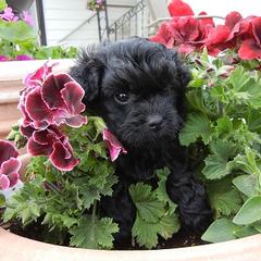 Russian Tsvetnaya Bolonkas from Debby's Bolonkas