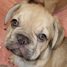 French Bulldogs from Opulentfrenchies509