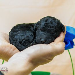 Dragon - Valaurah's We Don't Eat Our Allies - Black Poodle puppy in Eugene, Oregon from Valaurah Farms