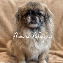 Heidi - Fawn female Pekingese puppy in Shady Hills, Florida from Premium Pekingese