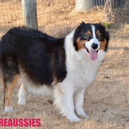 Tiki - Australian Shepherd
