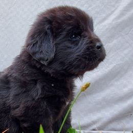 Harley (Green) - Black female Newfoundland puppy in Winfield, Pennsylvania from Najuananlo Newfoundlands