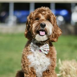 Kaya - Australian Labradoodle