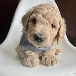 Denim Boy - Apricot male Goldendoodle puppy in Lebanon, Pennsylvania from Homespundoodles