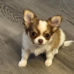 Ghost - Chocolate and white male Chihuahua puppy in Dayton, Ohio from Petite Pups