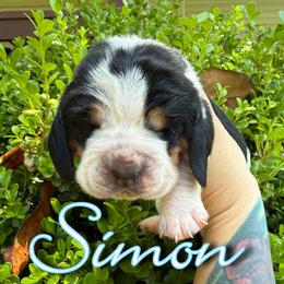 Basset Hound Puppies from Kara Bellow