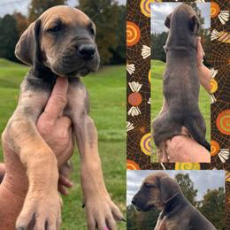 PUMPKIN - Fawn female Great Dane puppy in Wellsville, New York from Prophecy Danes