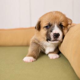 Gus Gus - Red male Pembroke Welsh Corgi puppy in Aumsville, Oregon from West Coast Corgi