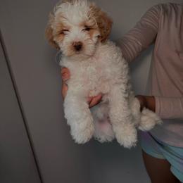 Pink collar - Red  female Goldendoodle puppy in Fort Myers, Florida from Gandystailsofjoy