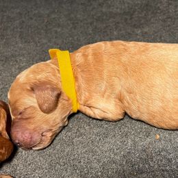 Merry - Apricot Mini - Apricot female Goldendoodle puppy in Lancaster, California from Kid's Best Doodle
