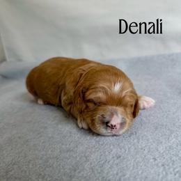 Girl 1 - female Australian Labradoodle puppy in Chelsea, Michigan from Michigan Labradoodles