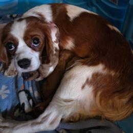 Cavalier King Charles Spaniel puppies from Northern Lights Goldens