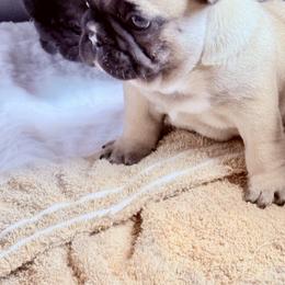 American Bully and French Bulldog Puppies from Bolt Action Kennel
