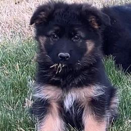 Snowflake - Black and tan female German Shepherd puppy in Walla Walla, Washington from Silver Knight Shepherds