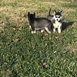 Pomsky Puppies from Pine Haven Puppies
