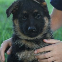 German Shepherd Puppies from Valiant Shepherds