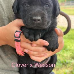 Girl 1 - Black female Labrador Retriever puppy in Wilson’s, Virginia from Cedar Hill Farm Labradors
