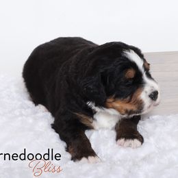 Bernedoodle Puppies from Bernedoodle Bliss