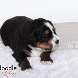 Bernedoodle Puppies from Bernedoodle Bliss