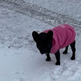 French Bulldogs from Huntsburg Frenchie Farm