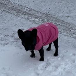 French Bulldogs from Huntsburg Frenchie Farm