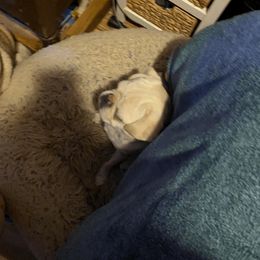 Pug Puppies from House of Briggs Pugs