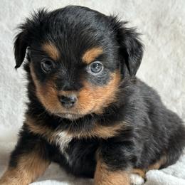 Ebony - Black tri female Toy Australian Shepherd puppy in Amarillo, Texas from Duclops Ranch Aussies
