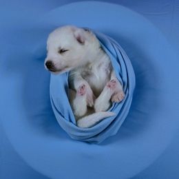 Legend - White male Siberian Husky puppy in Miami, Florida from Blue Moon Huskies