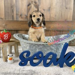 Dachshund Puppies from Dachshund Universe
