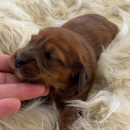 Goldie - Red female Dachshund puppy in Greenup, Kentucky from Tygart Creek Dachshunds